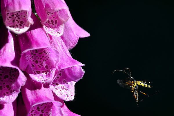 Lepture tachetée et Digitale pourpre