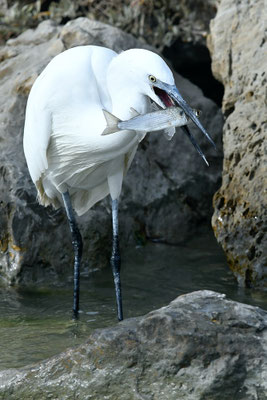 Aigrette gazette et sa proie