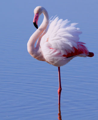 Flamant rose