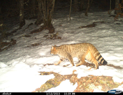 Chat forestier, image issue d'un piège photographique (© Macedonian Ecological Society)