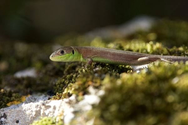 Lézard vert occidental juvénile