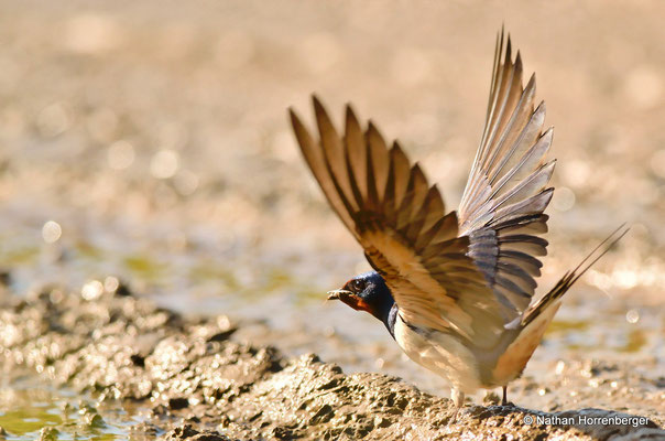 Hirondelle rustique récoltant de la terre pour construire son nid
