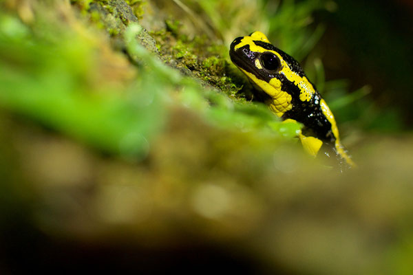 Salamandre tachetée