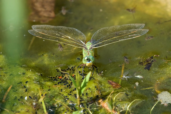 Anax empereur en train de pondre