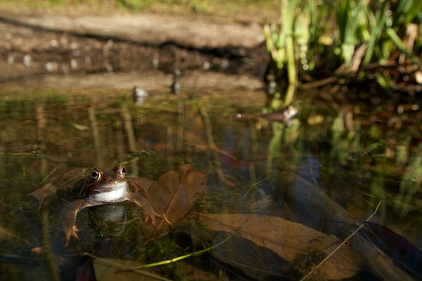 Grenouilles rousses