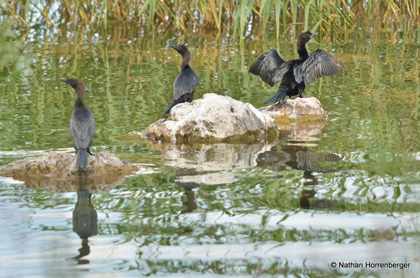Cormorans pygmées
