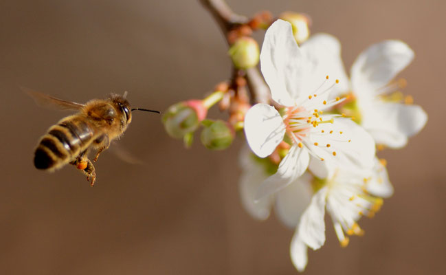 Abeille domestique