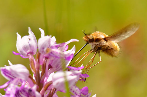Bombyle butinant une orchidée