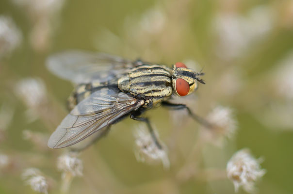 Mouche à damier