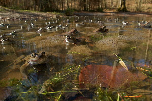 Grenouilles rousses