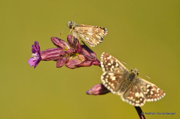 Hespéries de la mauve
