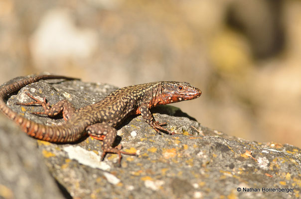 Lézard des murailles