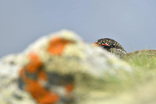 Lagopède alpin ♂
