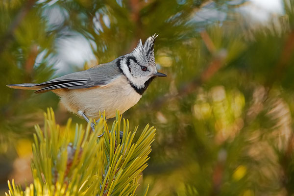 Mésange huppée