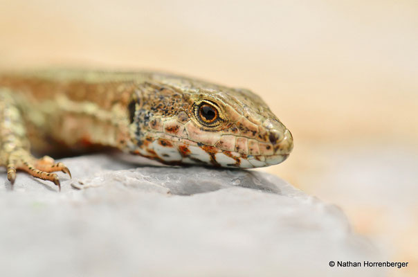 Lézard des murailles
