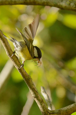 Mésange charbonnière