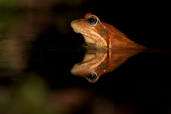 Grenouille rousse