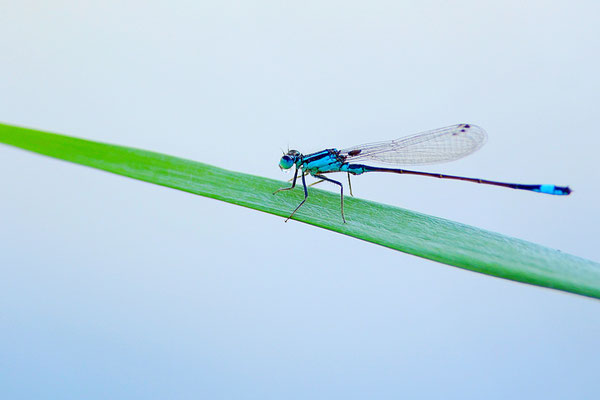 Agrion élégant