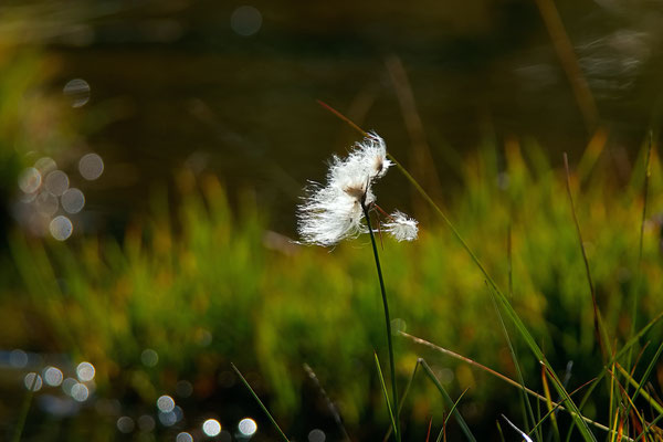 Linaigrette