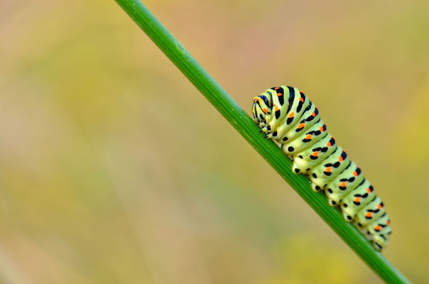 Chenille de Machaon