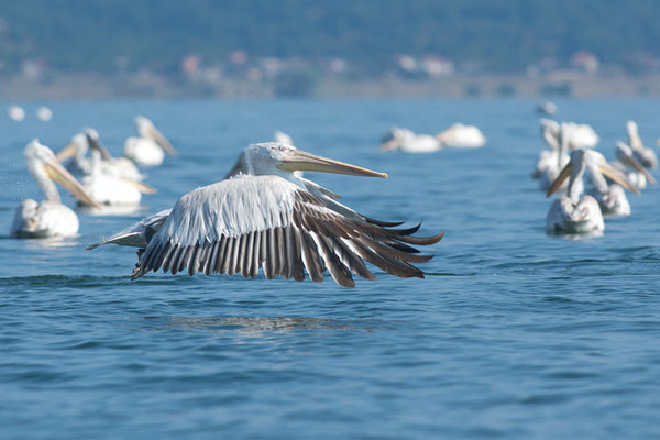 Pélicans frisés