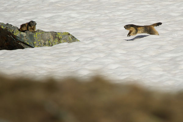 Marmotte