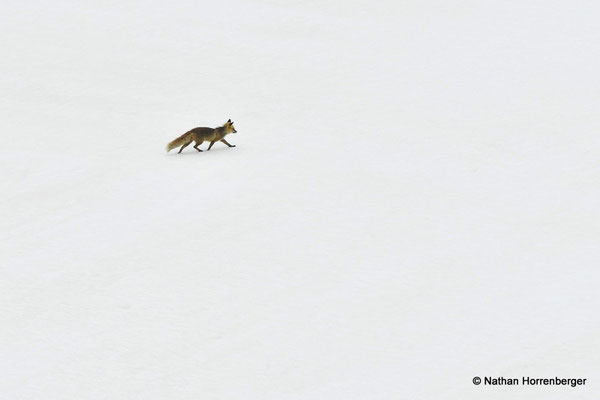 Renard dans la neige