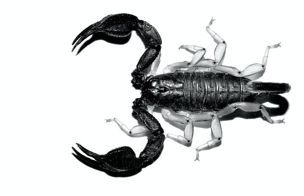 Scorpion noir à queue jaune