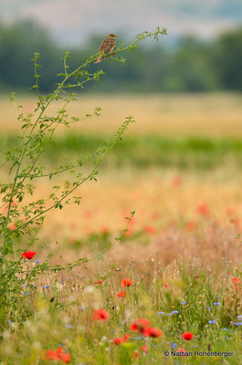 Ambiance campagnarde (Bruant proyer)