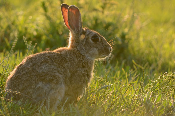 Lapin de Garenne