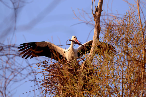 Cigogne blanche