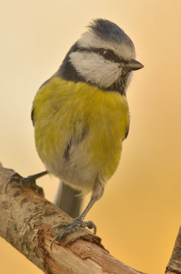 Mésange bleue