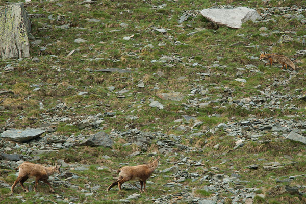 Chamois et renard