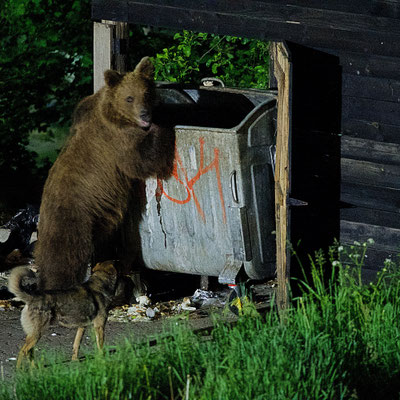 Ours brun