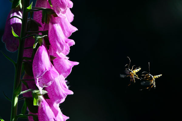 Leptures tachetées et Digitale pourpre