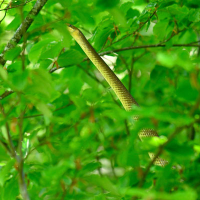 Couleuvre d'Esculape