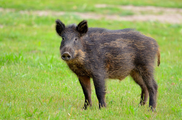 Sanglier