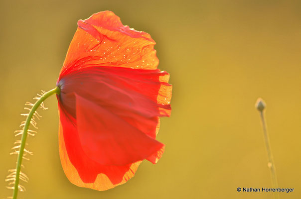 Coquelicot