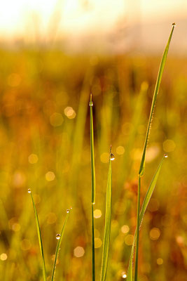 Gouttes de rosée dans les herbes