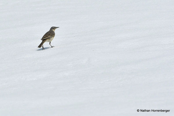 Pipit spioncelle