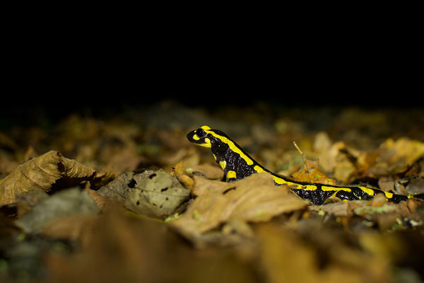 Salamandre tachetée