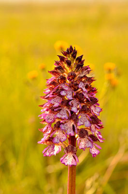 Orchis pourpre