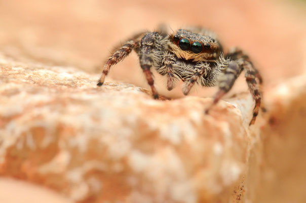 Marpissa muscosa