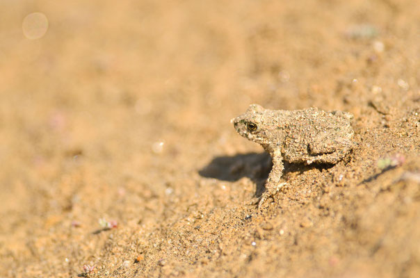 Crapaud vert