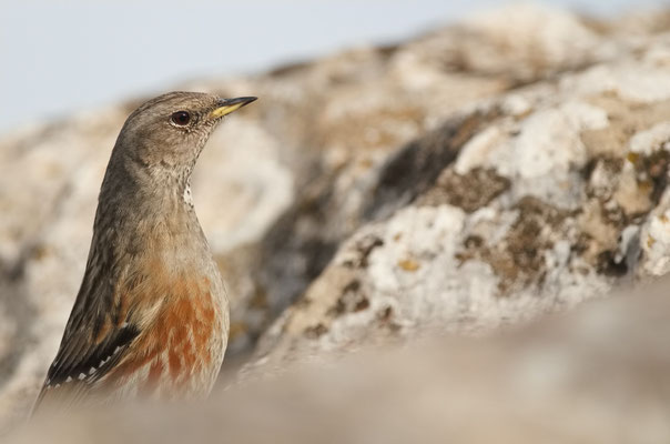 Accenteur alpin