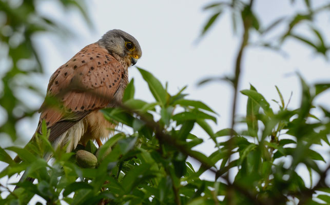 Faucon crécerelle ♂