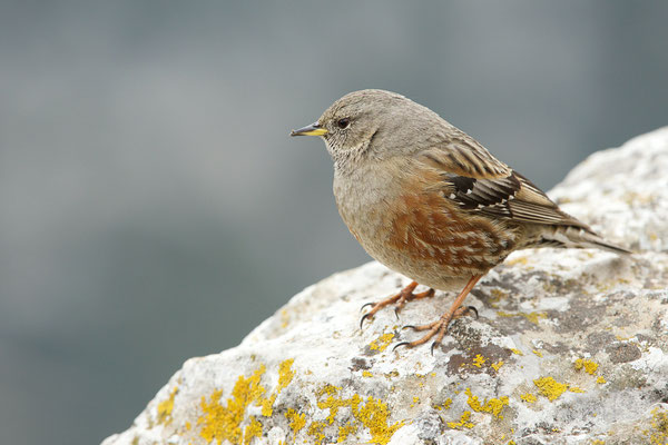 Accenteur alpin