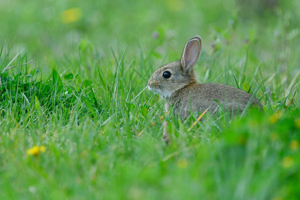 Lapin de Garenne