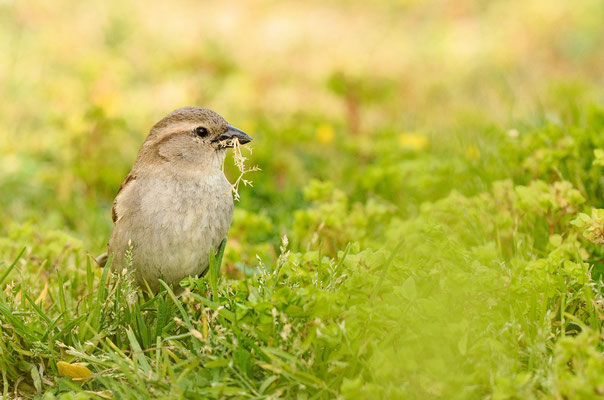 Moineau domestique