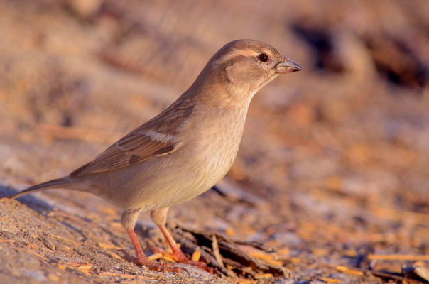 Moineau domestique